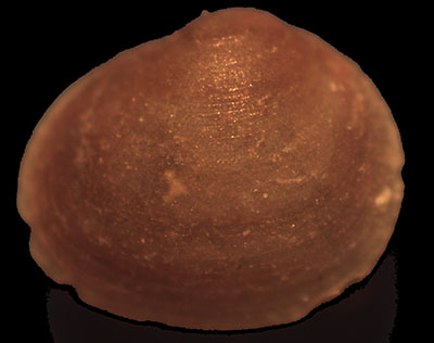 bivalve da identificare